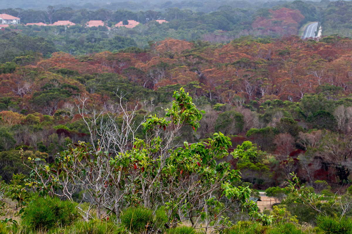 Photo of a small tree with green leaves on a ridge. There is a swathe of burnt forest in the background, where the tree trunks are blackened and the leaves of the canopy are red and orange. A row of houses is visible just beyond the edge of the burnt area.