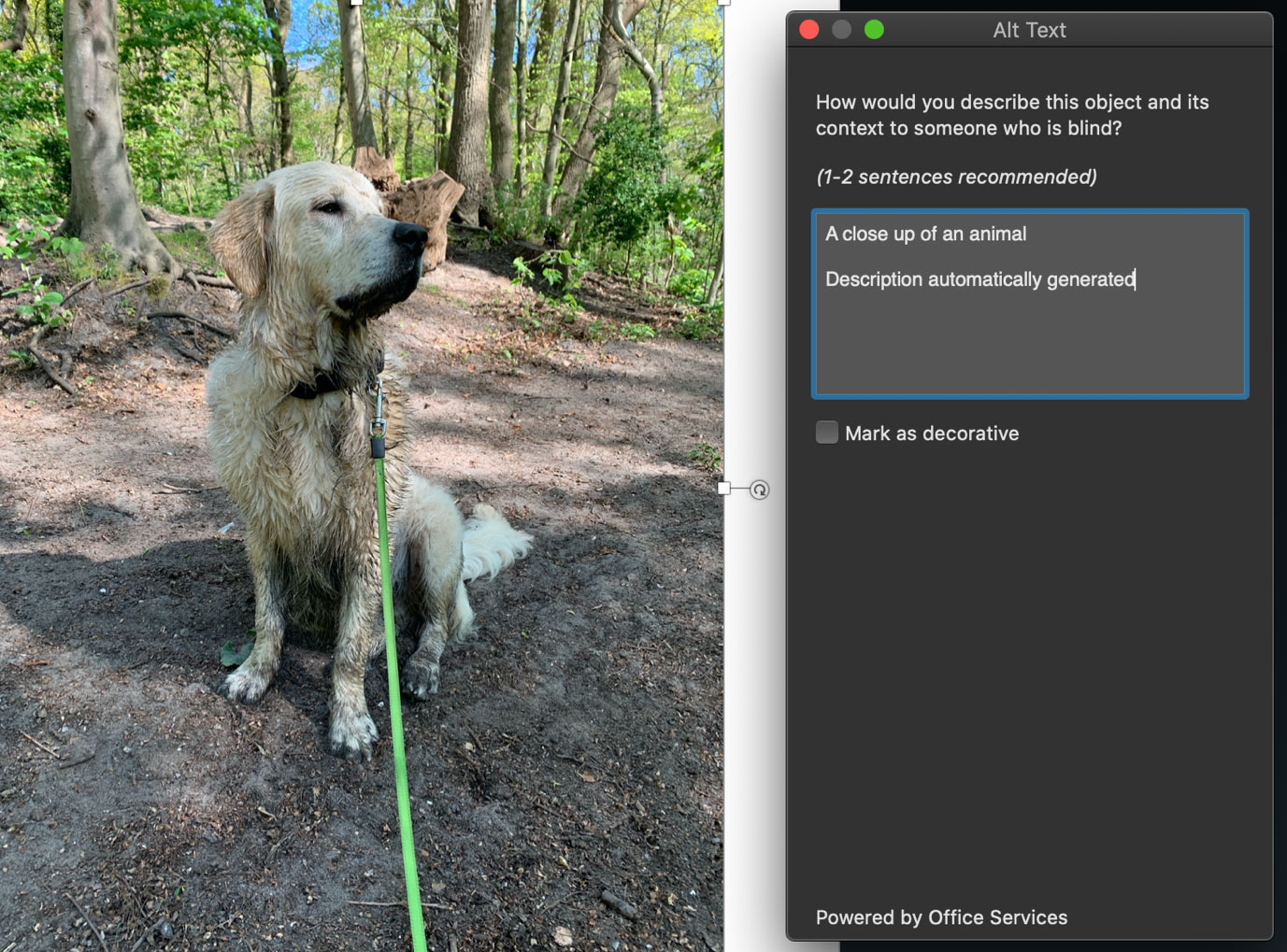Screenshot of the Edit Alt Text dialog in Word for Mac, with a picture of Guy's goofy mud-covered dog and some auto-generated Word alt-text.