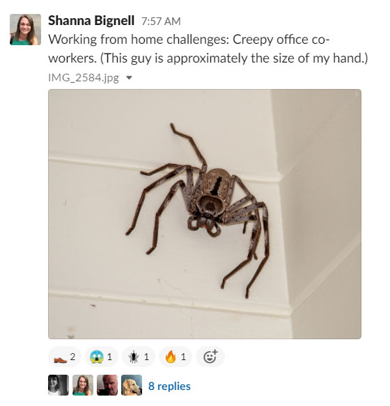 A screenshot of a Slack post by Shanna Bignell with a photo of an enormous huntsman spider and the caption 'Working from home challenges: Creepy office co-workers. This guy is approximately the size of my hand.' Typefi co-workers have responded with Slackmojis of a shoe, a person screaming, a spider, and fire.